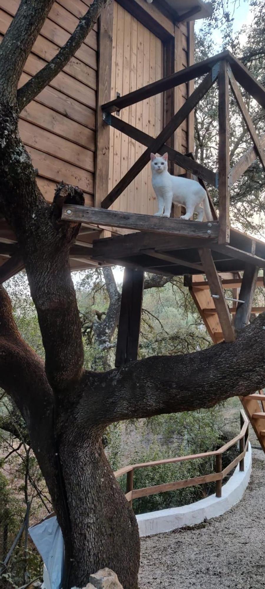 Cabana Del Arbol Lavagarural Villanueva del Rosario Exteriér fotografie